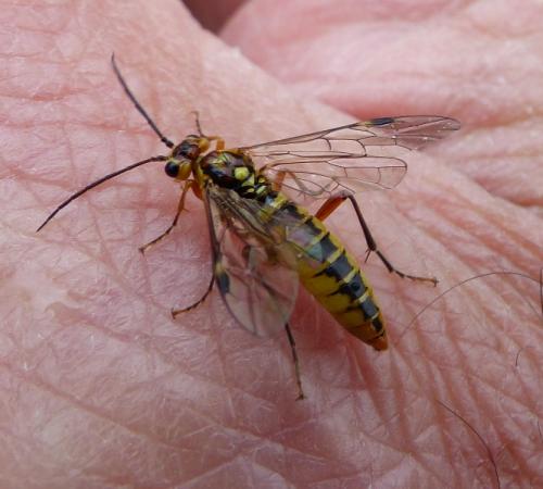 Réf. 182 045 : Tenthredopsis sordida